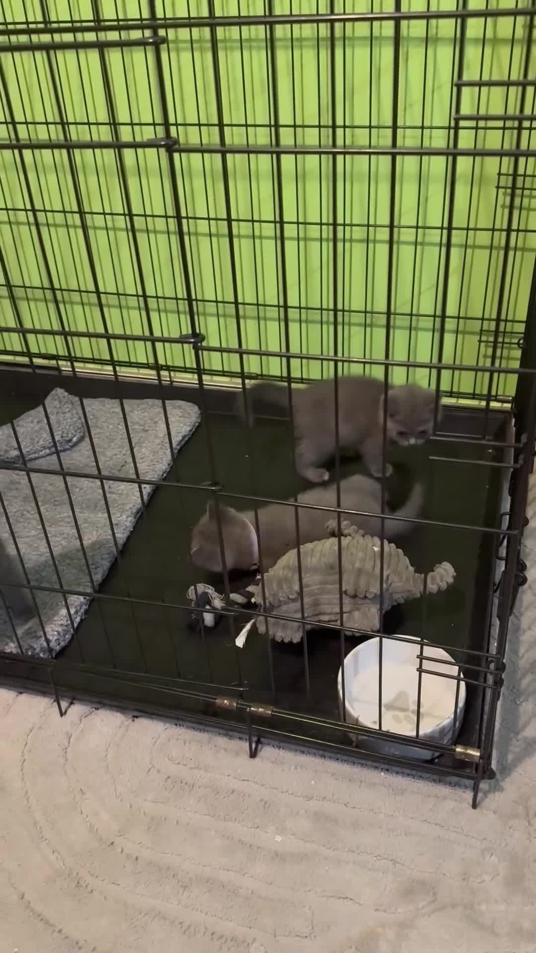 British Shorthair cats for sale: Lovely British shorthair kittens  - Video 1