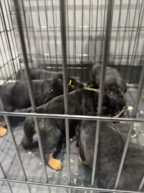 Rottweiler dogs for sale: Rottweiler pups £1500 - Video 2