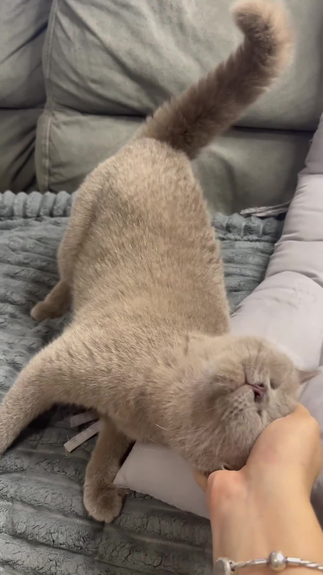 British Shorthair cats for sale: ❤️Cuddly Rare Pure Bsh Lilac looking 4 loving Home - Video 3