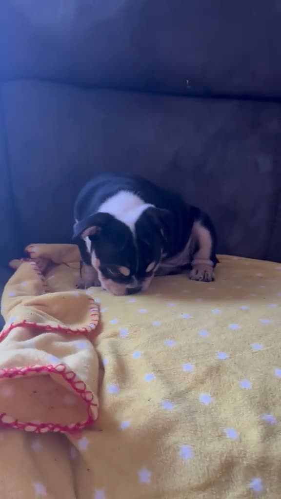 English Bulldog dogs for sale: Last 2 DWKC Registered English Bulldog Girls  - Video 4