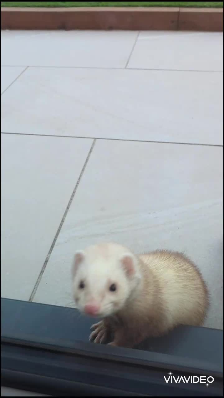 Ferret rodents for sale: Two working line Jill Ferrets need rehoming - Video 1