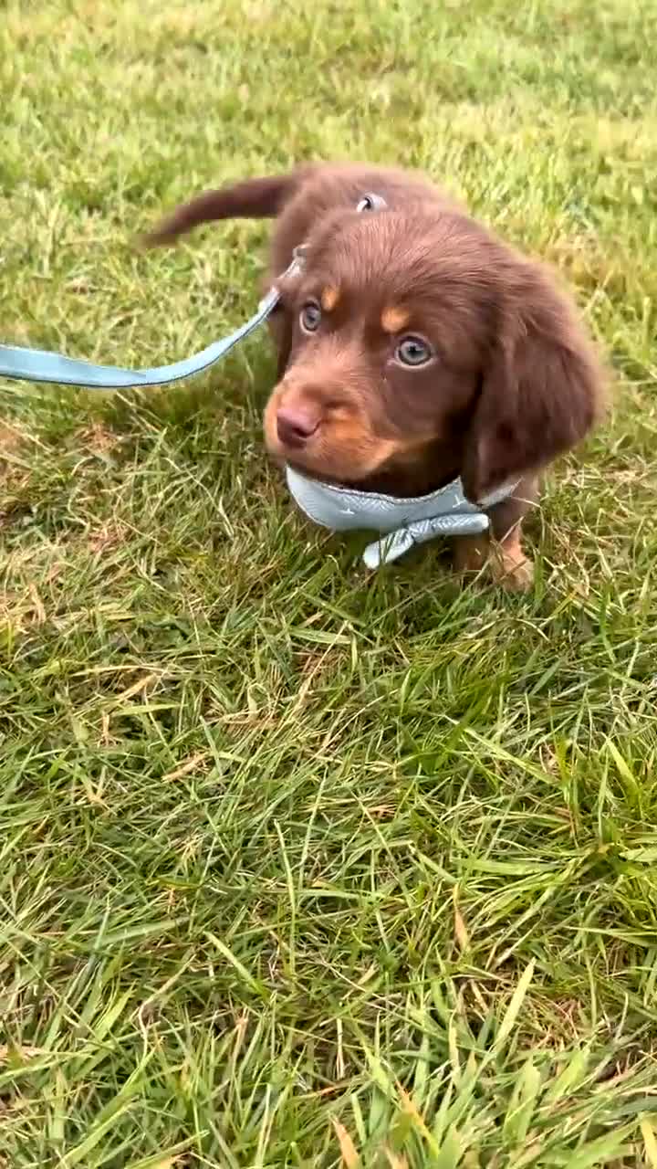 Dachshund dogs for sale: Dachshund Puppy 9 Weeks - Video 2