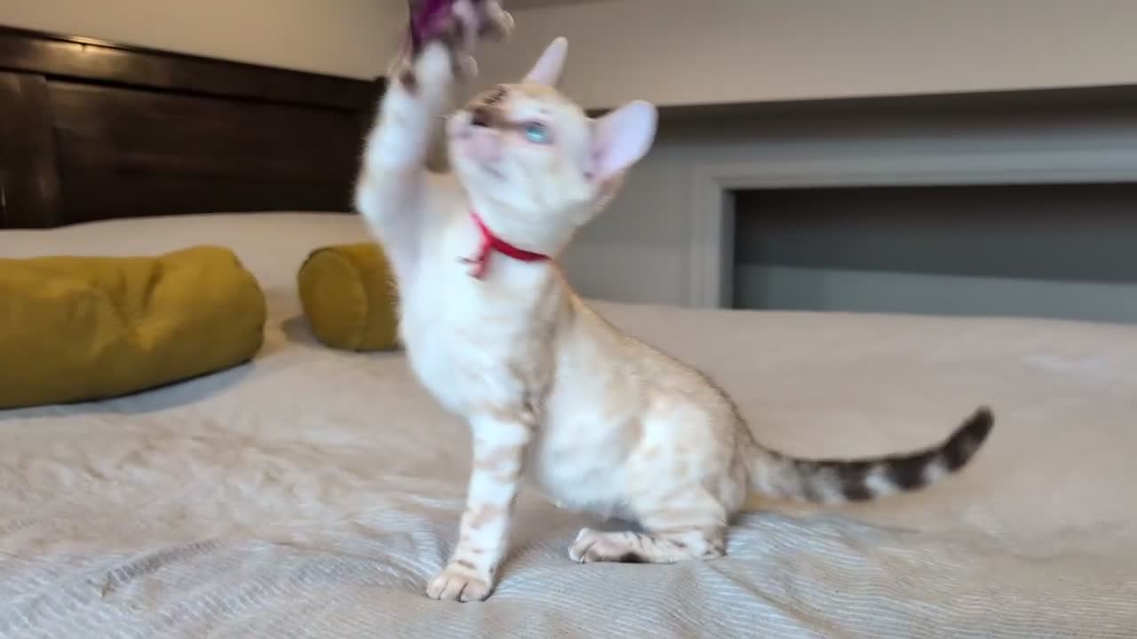 Bengal cats for sale: 🤍🩶 GORGEOUS BENGAL KITTENS 🩶🤍 - Video 1