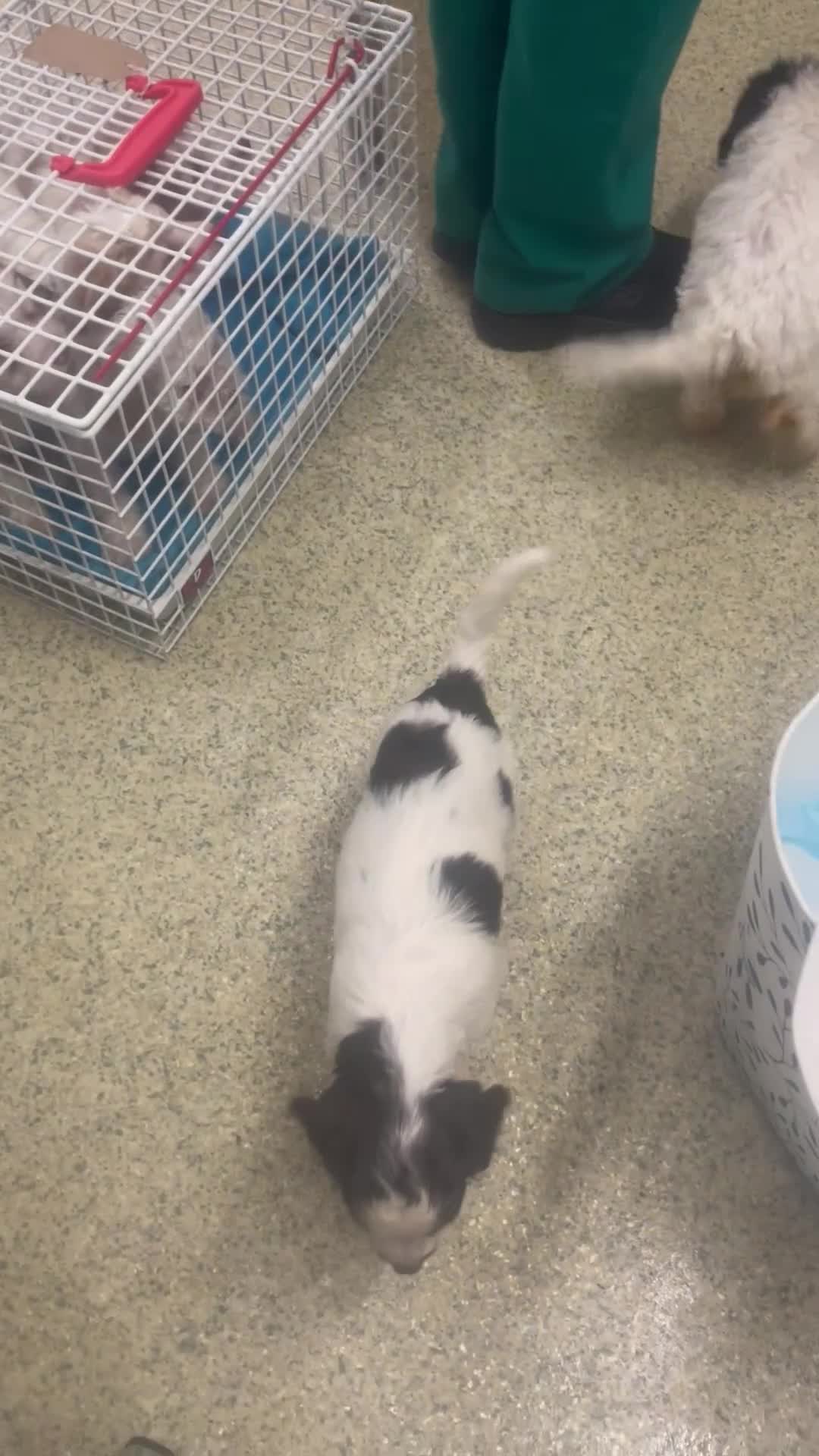 Cockapoo dogs for sale: Stunning Cockapoo puppies  - Video 2