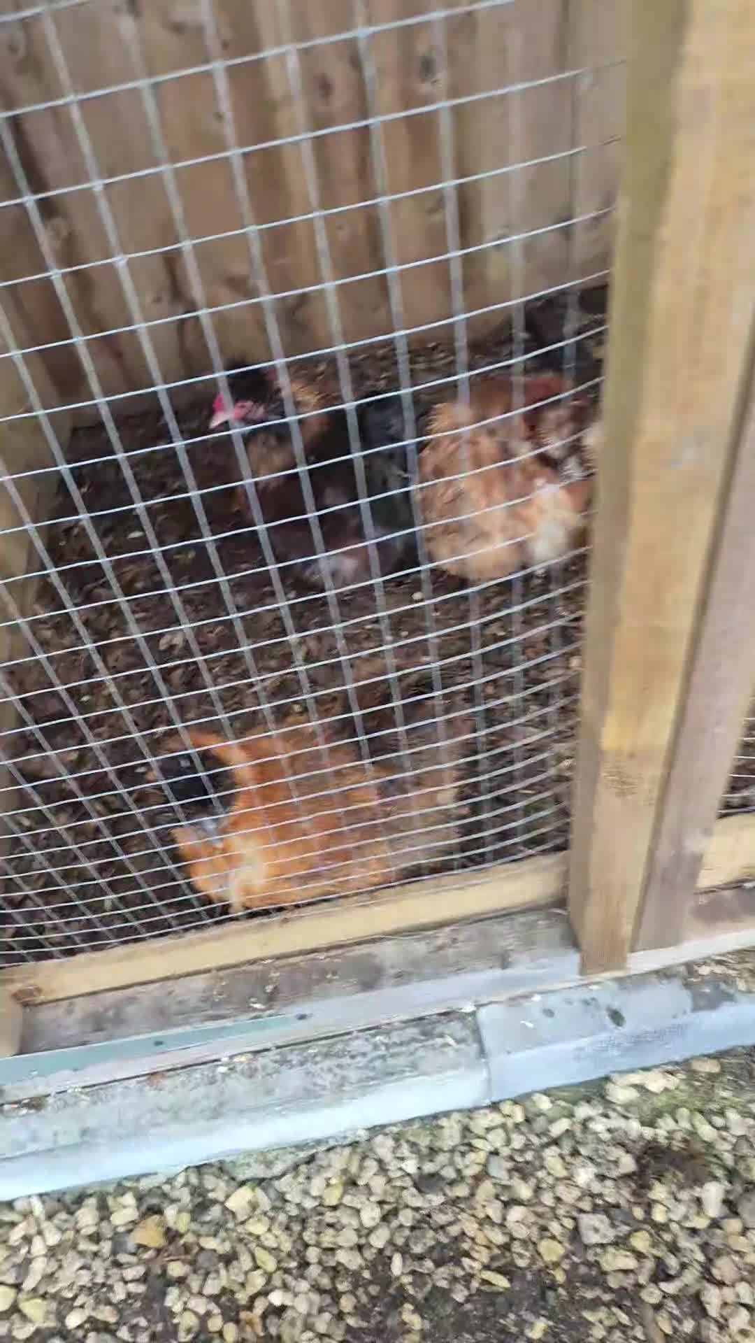 Chickens poultry for sale: Mixed Silkie Hatching aEggs - Video 2