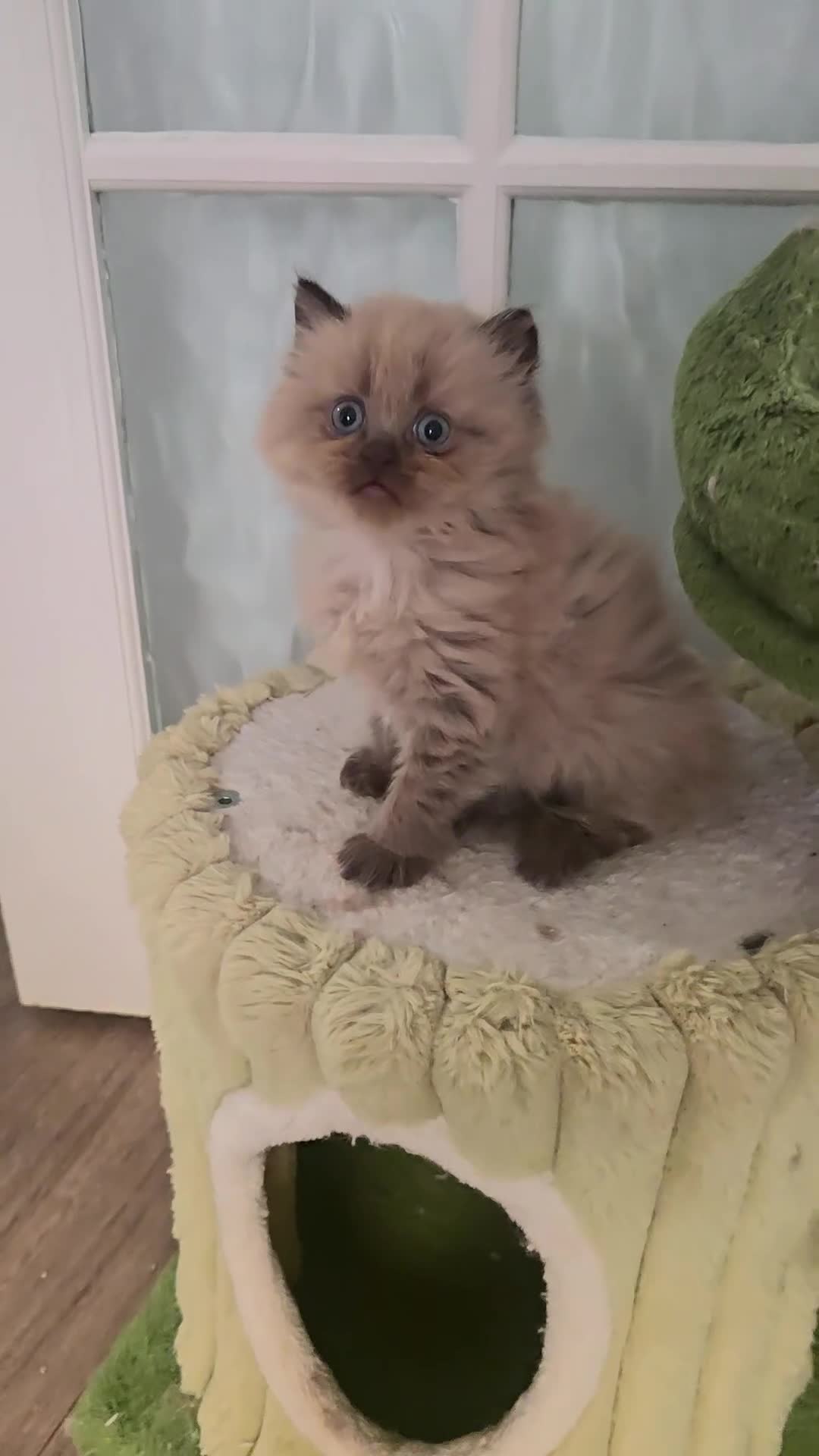 Himalayan cats for sale: Himilayan Minuets - Video 2