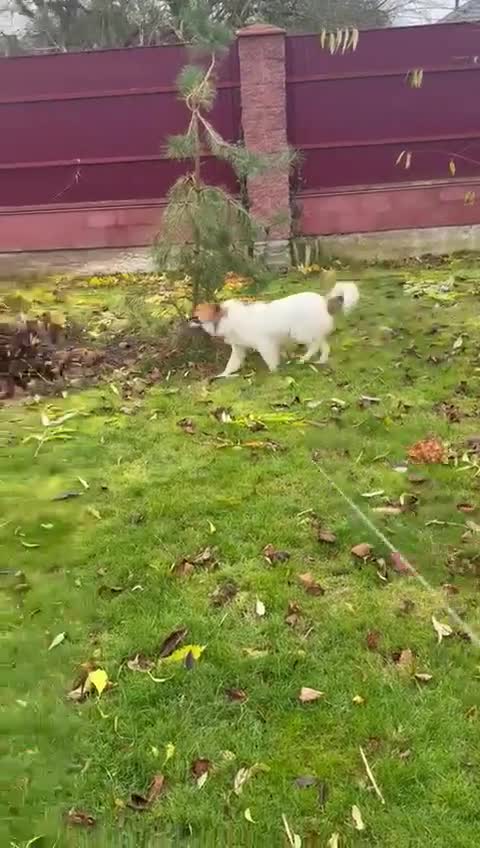 Border Collie dogs for adoption: Penny: The Puppy Left on the Roadside to Die - Video 3