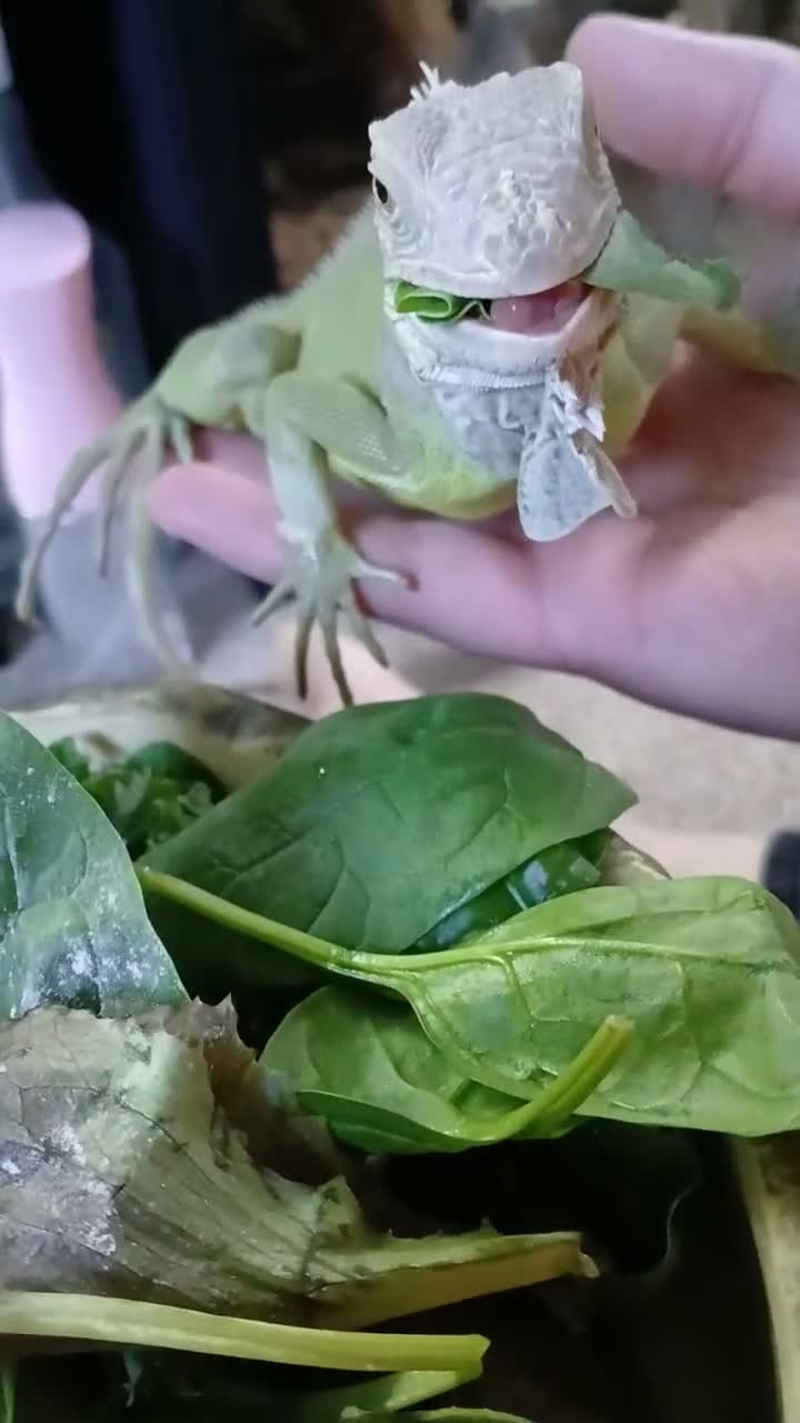 Iguana reptiles for sale: Lime green zero iguana in Chesterfield - Video 2