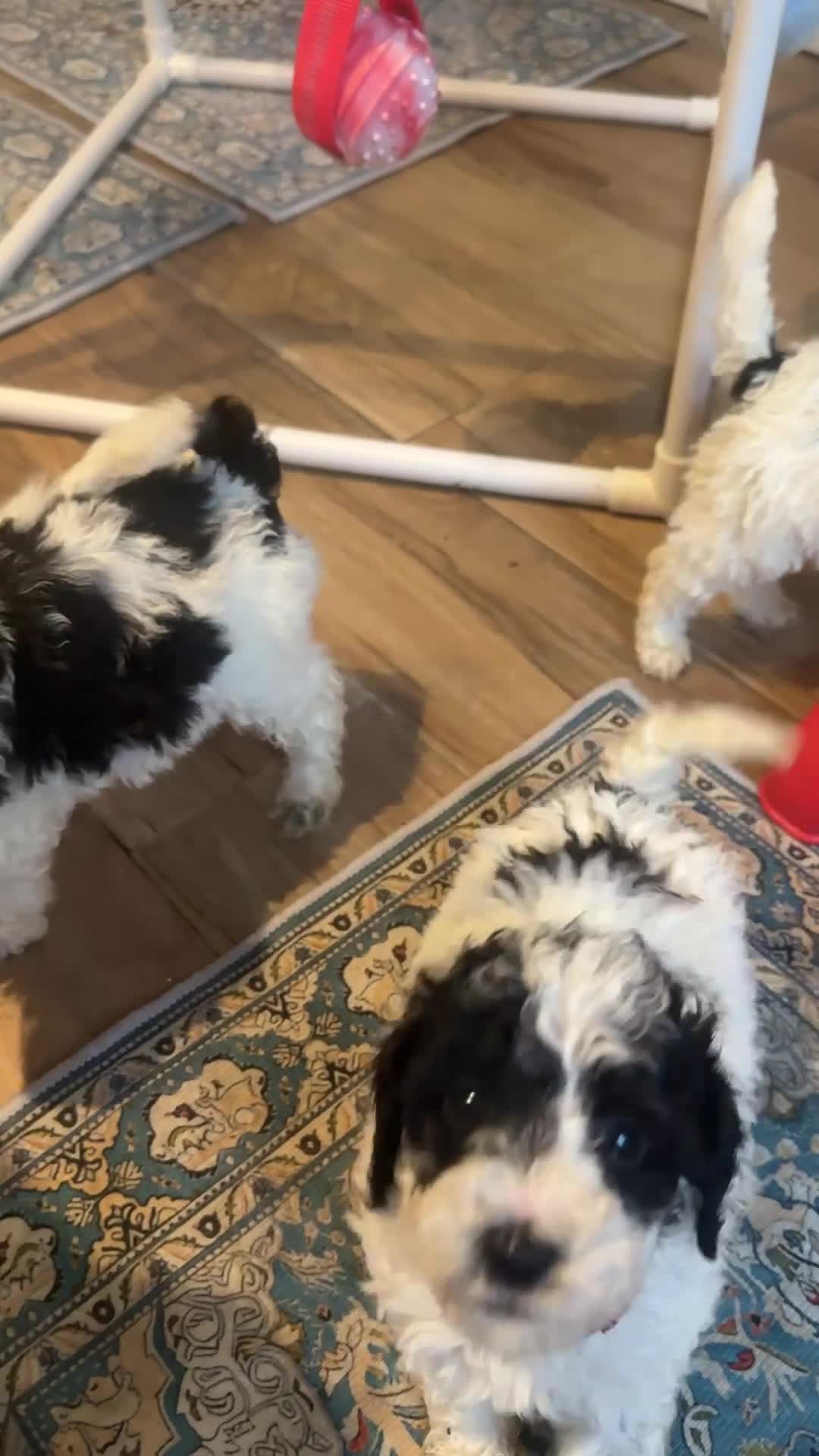 Miniature Poodle dogs for sale: KC parti colour miniature poodle puppies - Video 1
