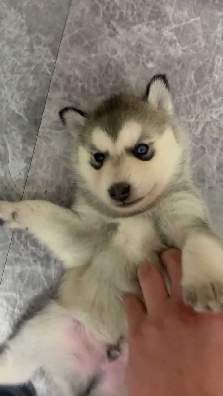 Siberian Husky dogs for sale: Sibirian huskey puppies for sale  - Video 1