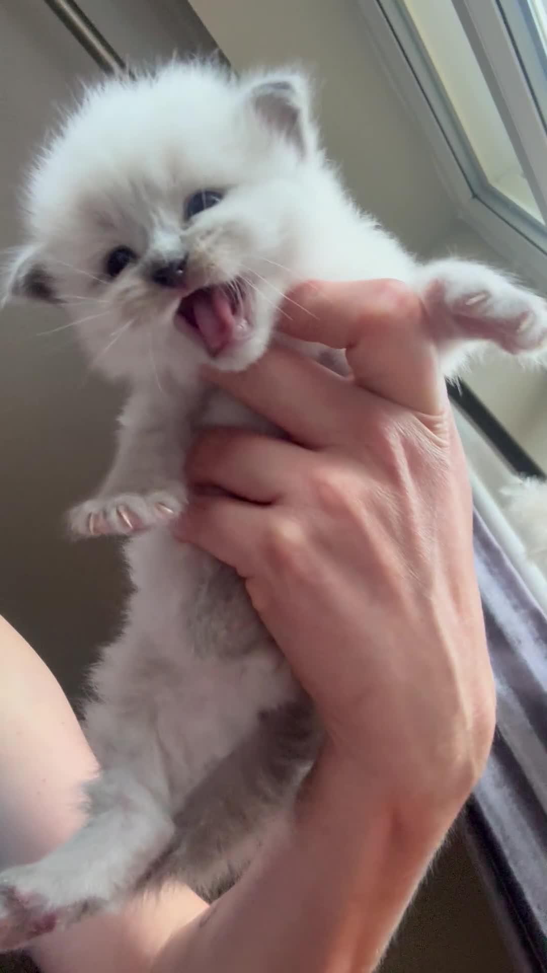 Ragdoll cats for sale: Beautiful mink point Ragdolls! 🩶🤍 - Video 2
