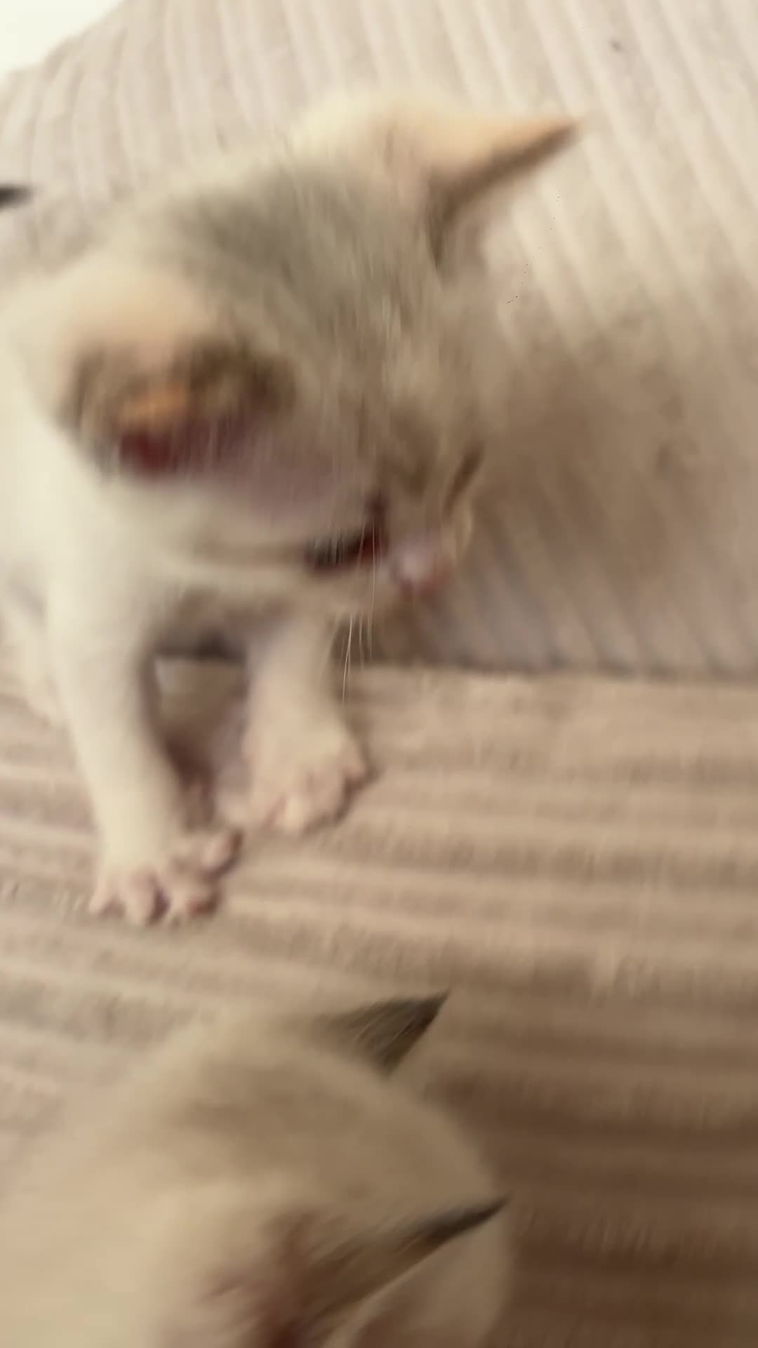 Ragdoll cats for sale: Ragdoll kitten only one left  - Video 1