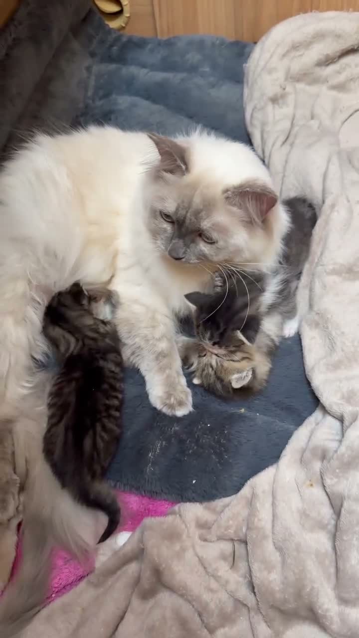Ragdoll cats for sale: Ragdoll cross kittens in Cheltenham - Video 1