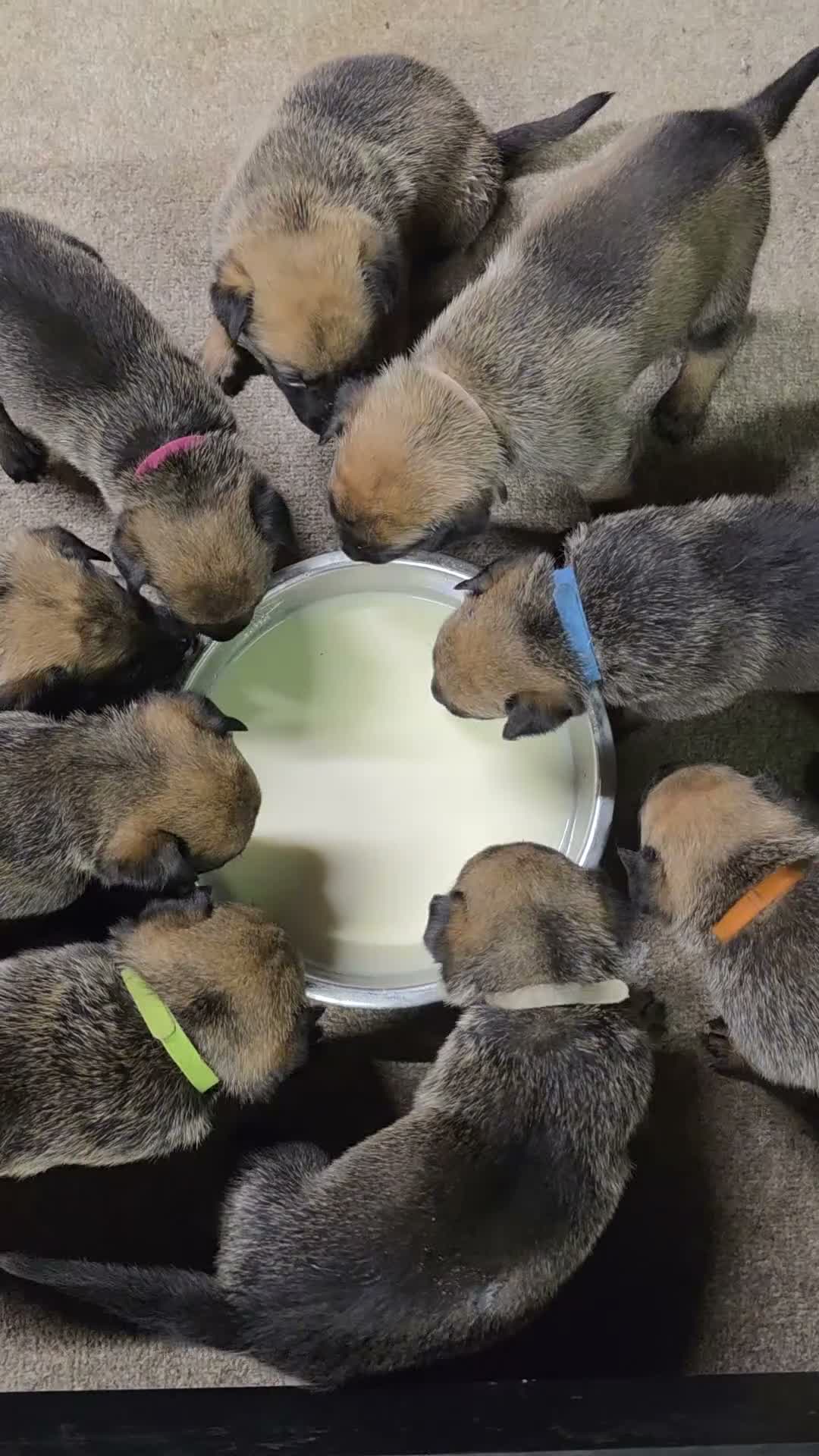 Belgian Shepherd Dog dogs for sale: 🔥🔥LAMPAK9 🇧🇪  Belgian Malinois 🔥🔥 - Video 1