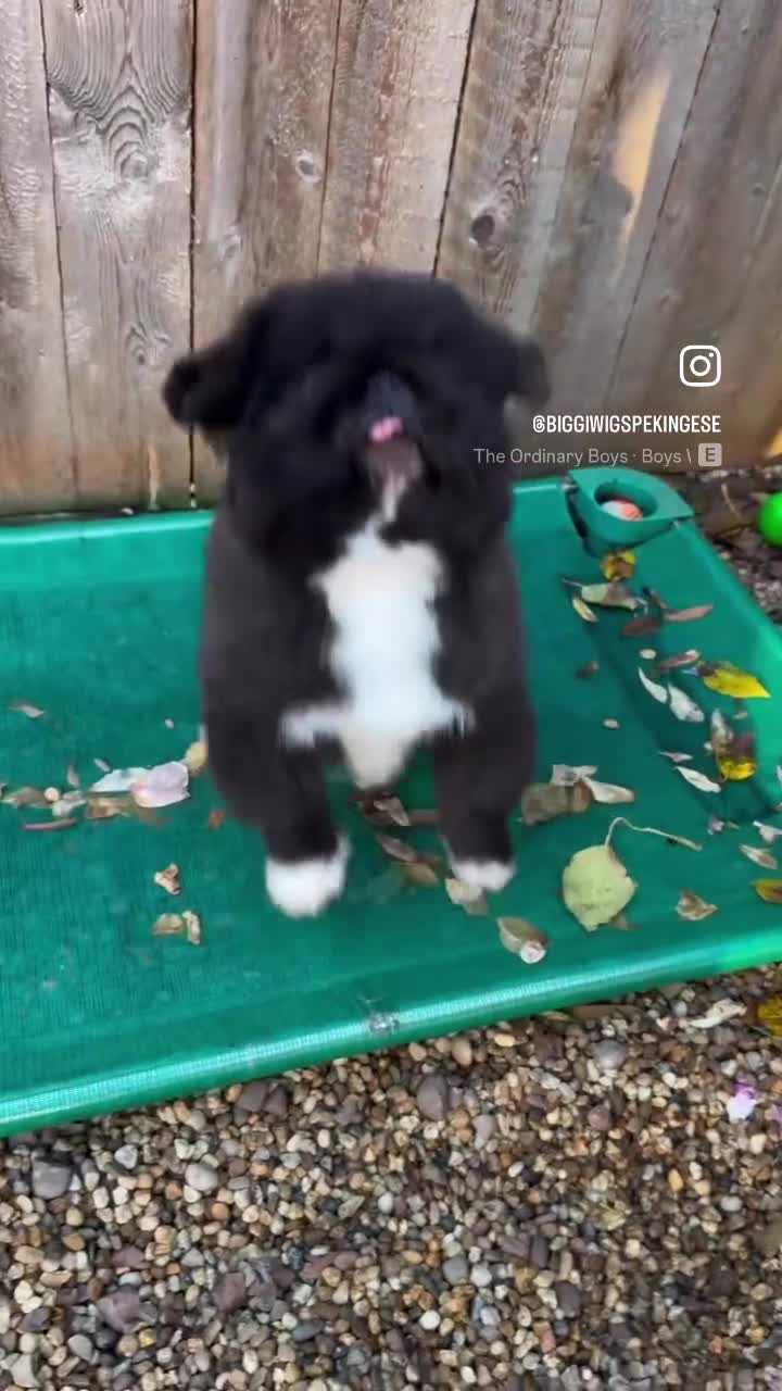 Pekingese dogs for sale: Biggiwigs Pekingese Puppy Availability - Video 1