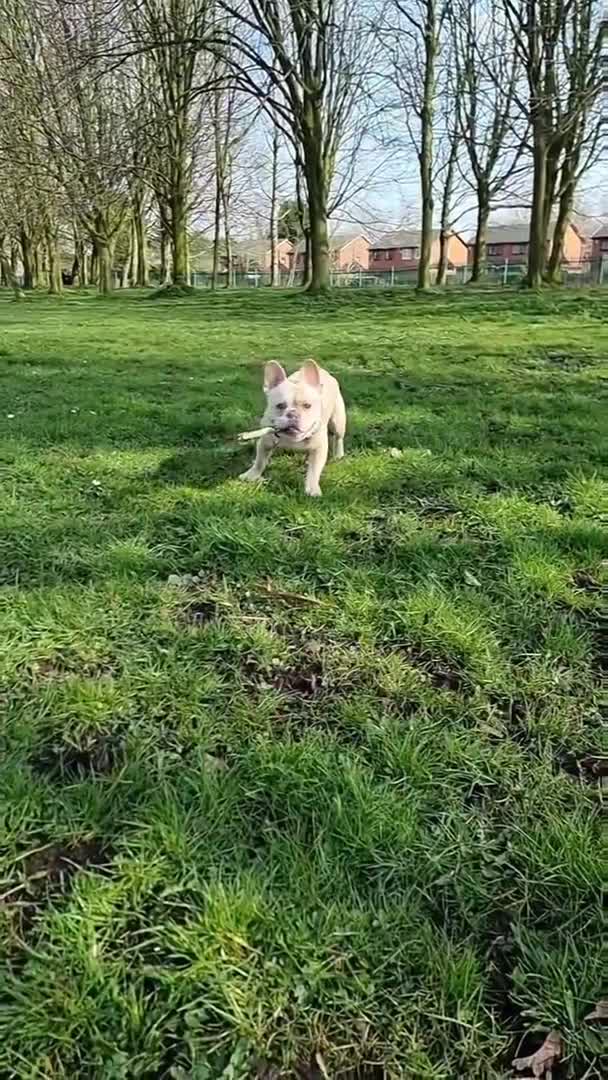 French Bulldog dogs for stud: 🔥 PLATINUM LILAC & TAN FLUFFY - WELL PROVEN- KC   in Blackpool - Video 3