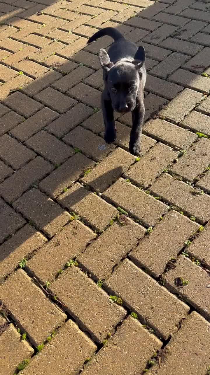 Labrador Retriever dogs for sale: Jock the black Lab - Video 1