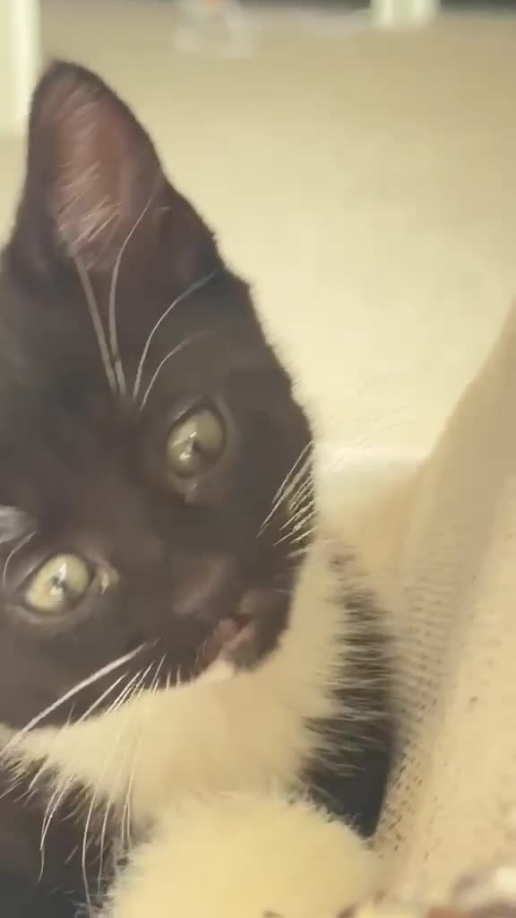 Mixed Breed cats for sale: 🐾 Two Lovely Tuxedo Kittens Looking for Home 🖤🤍 - Video 1