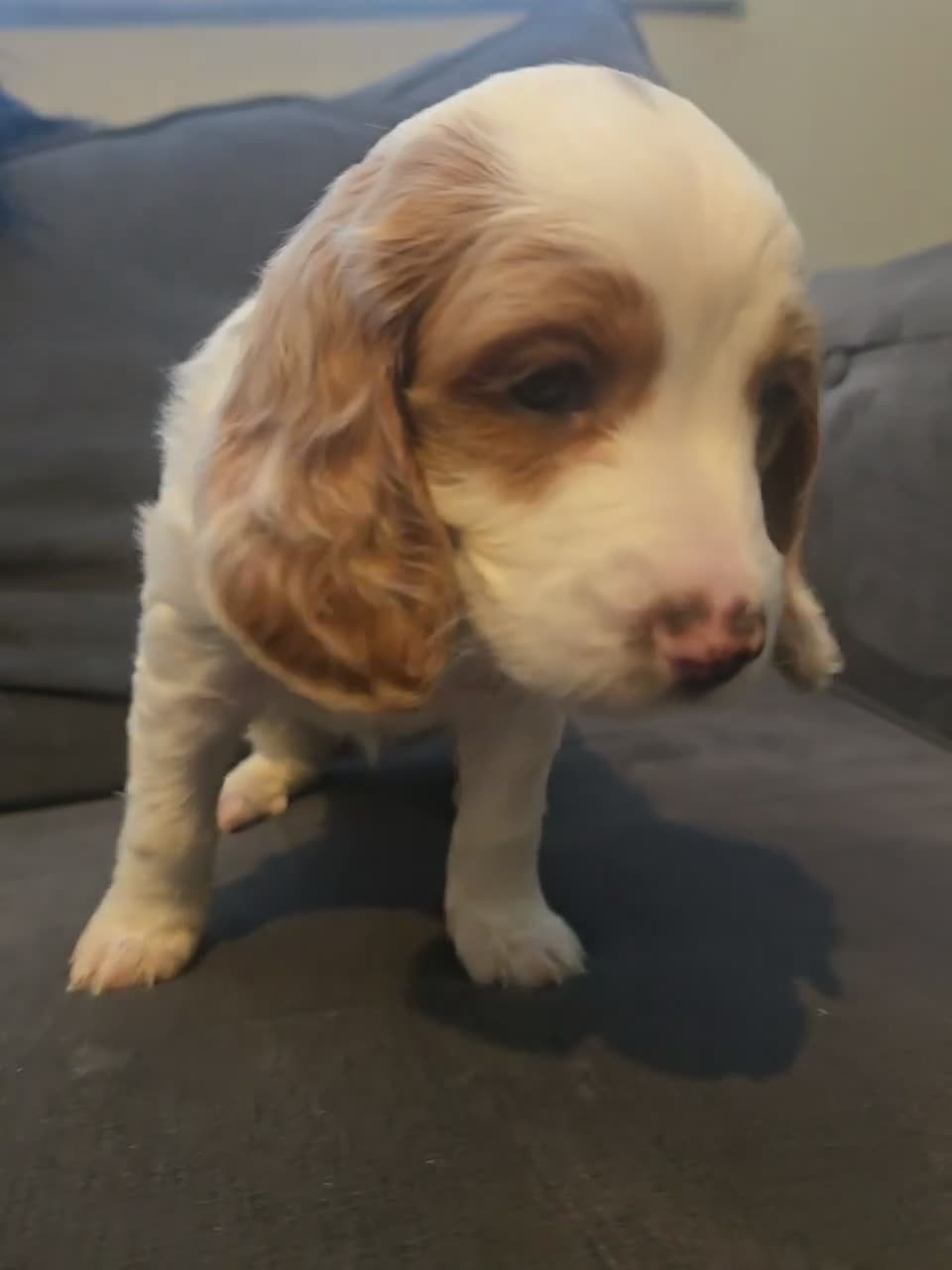 Cockapoo dogs for sale: White and brown cockapoo puppy  - Video 1