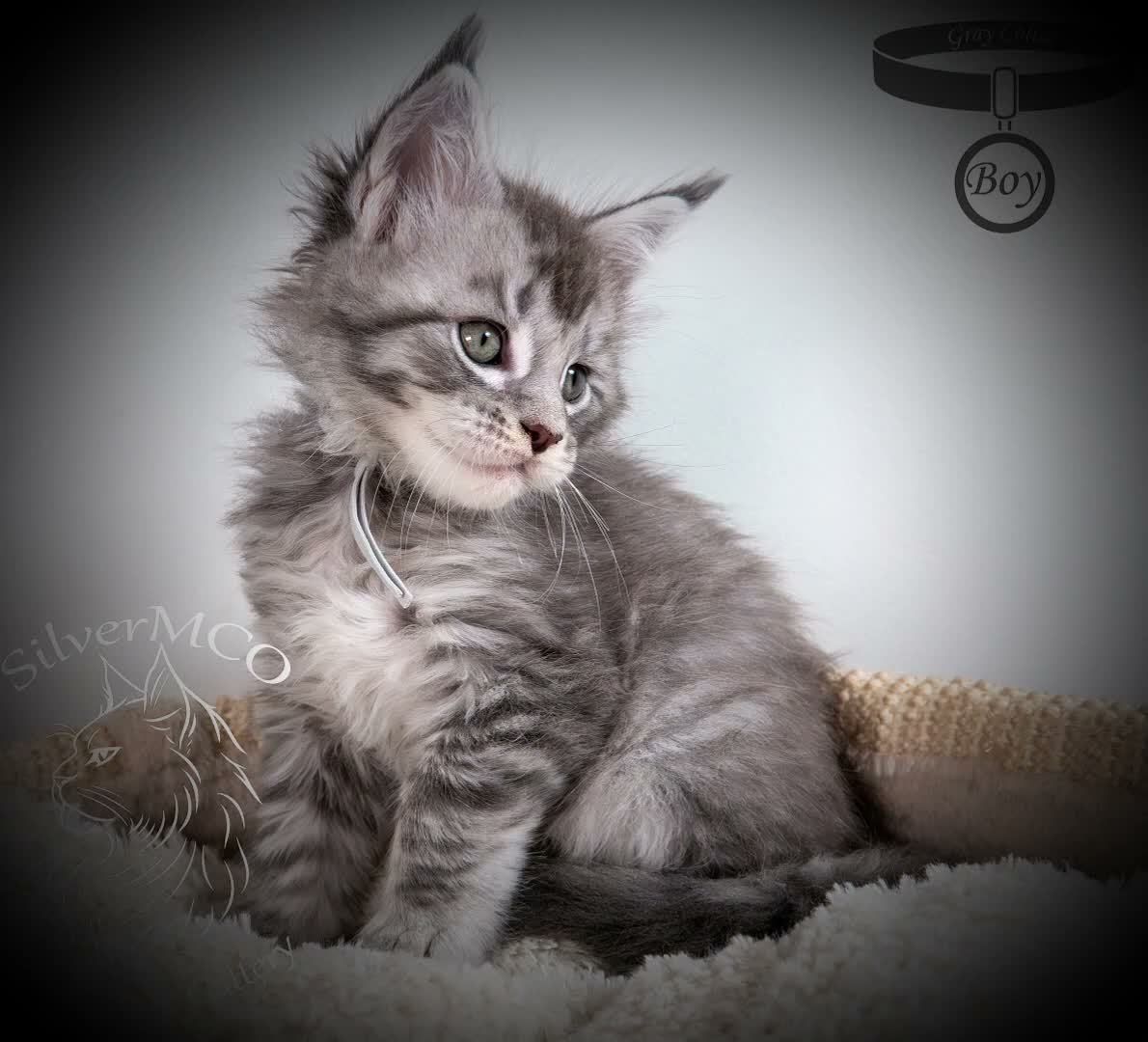 Maine Coon cats for sale: 💚Stunning XL TICA-registered Maine Coon Kittens  - Video 1