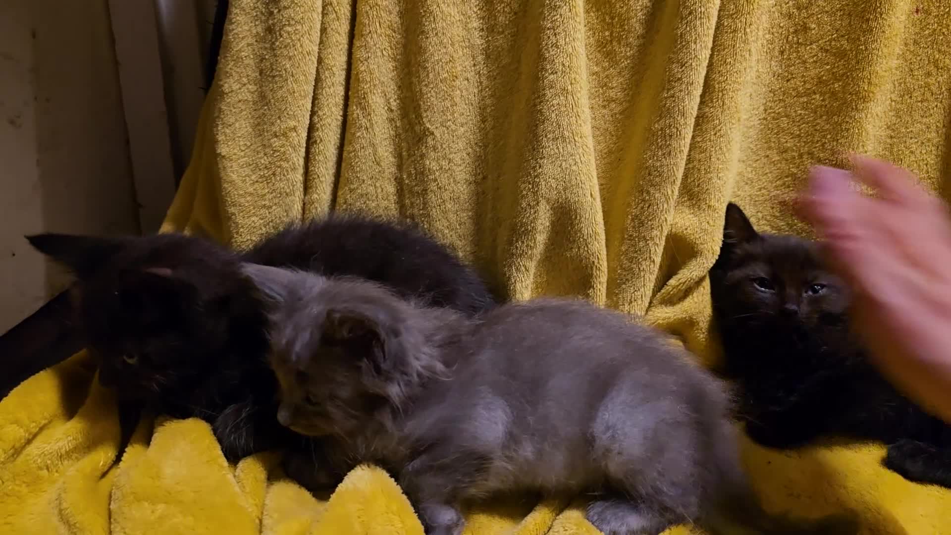 Mixed Breed cats for sale: Beautiful half ragdoll kittens - Video 1