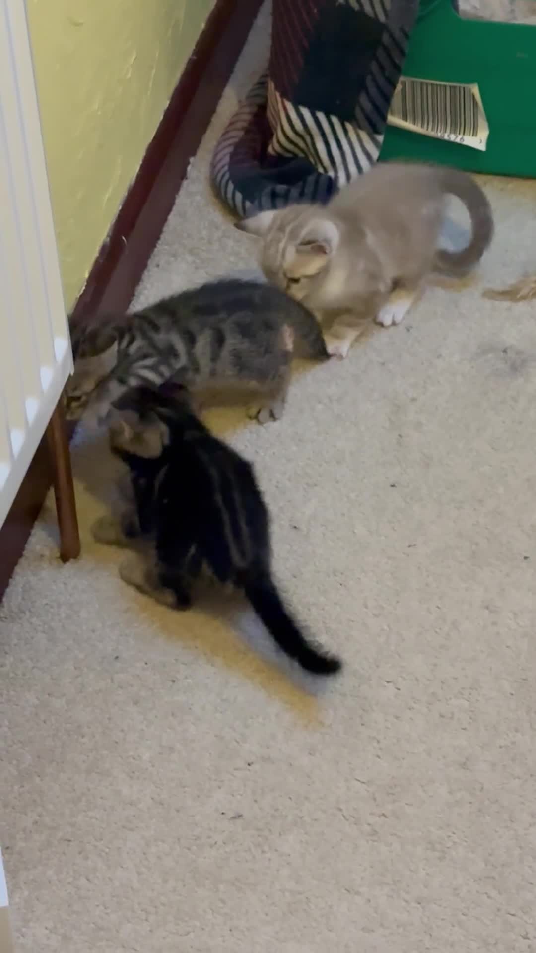 Bengal cats for sale: Exceptional Bengal Heritage Kittens in Llangammarch Wells - Video 3
