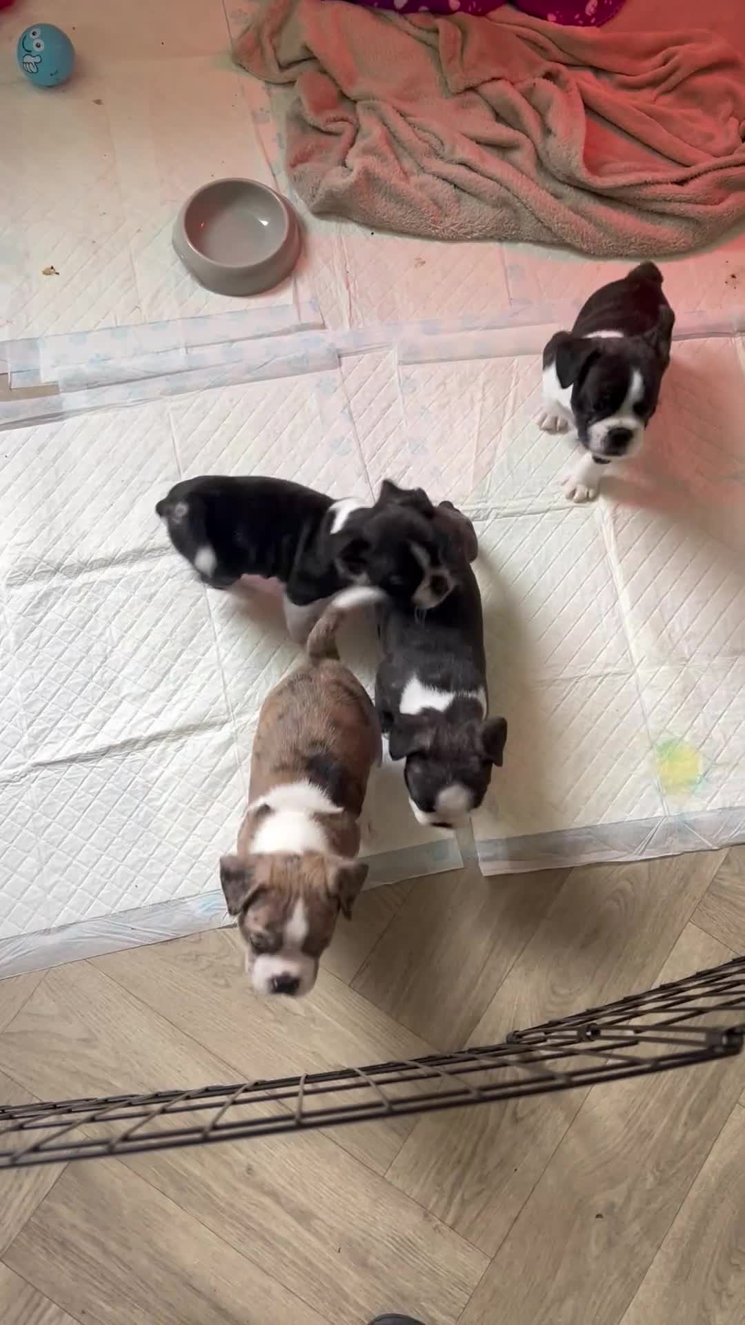 Mixed Breed dogs for sale: Boston terrier cross puppies - Video 1