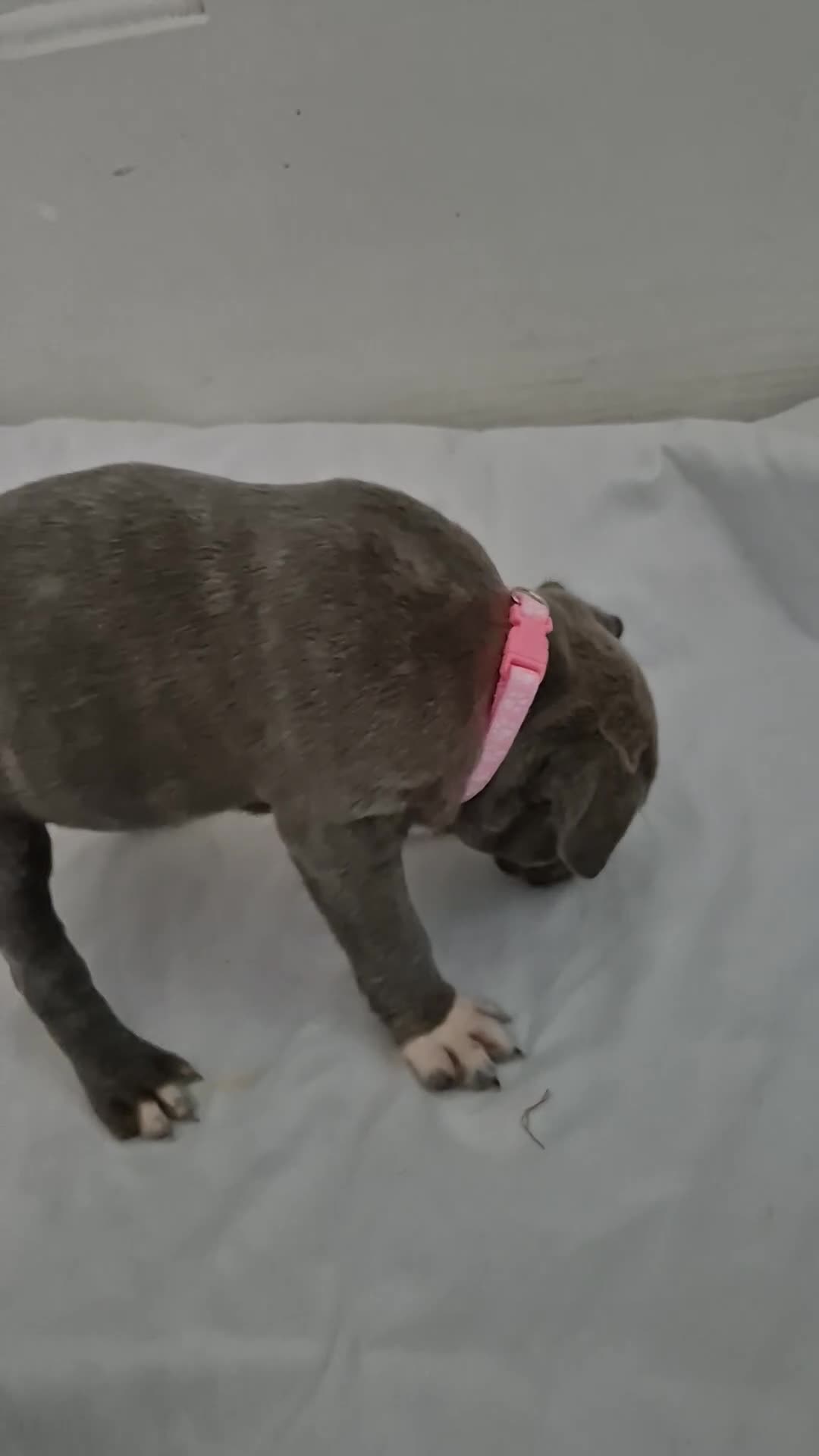 Staffordshire Bull Terrier dogs for sale: Blue Staffs £1,100 Deposit is £245 - Video 4