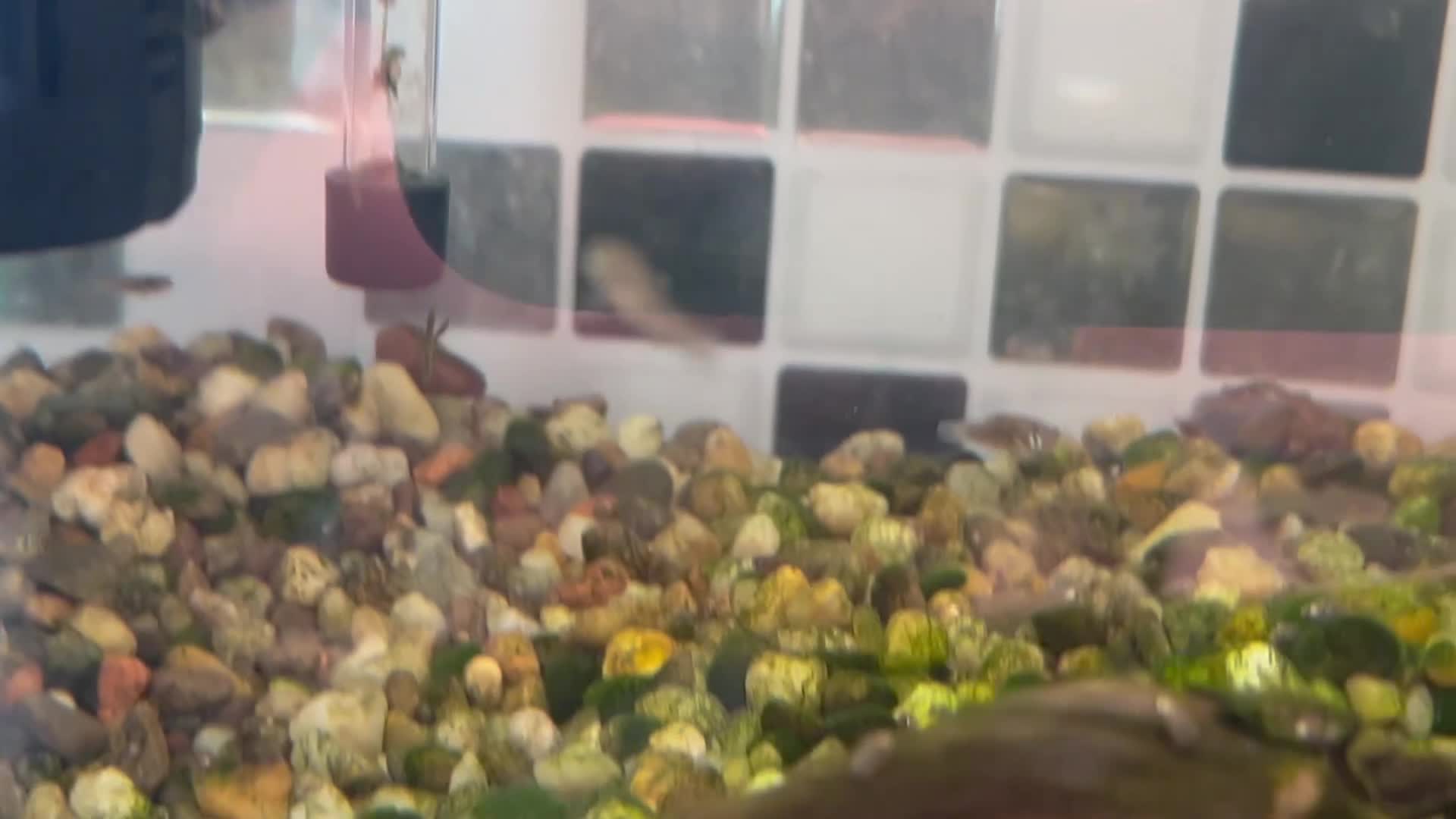 Platies fish for sale: Sunset platies - Video 1