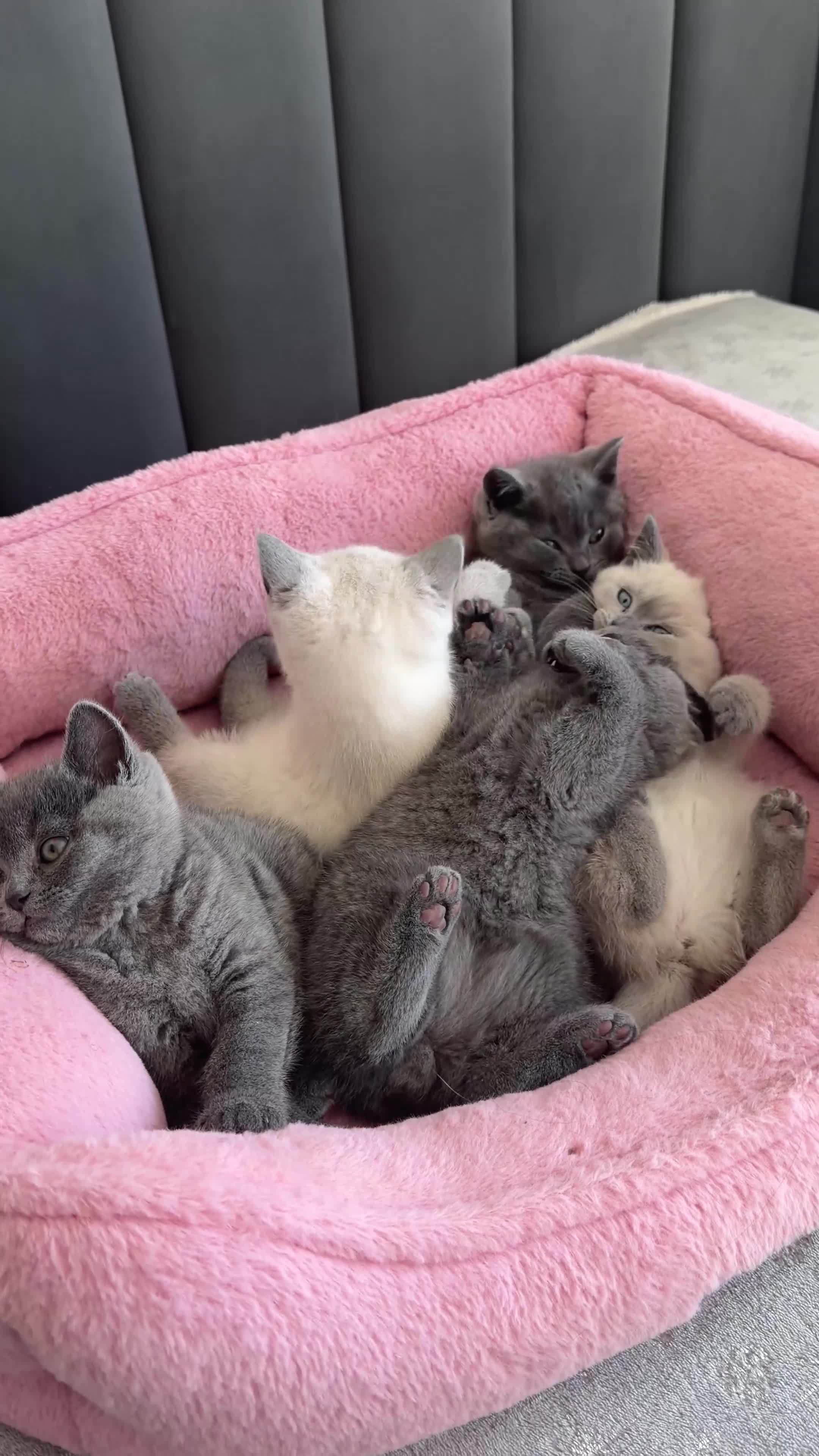 British Shorthair cats for sale: British shorthair kittens - Video 2