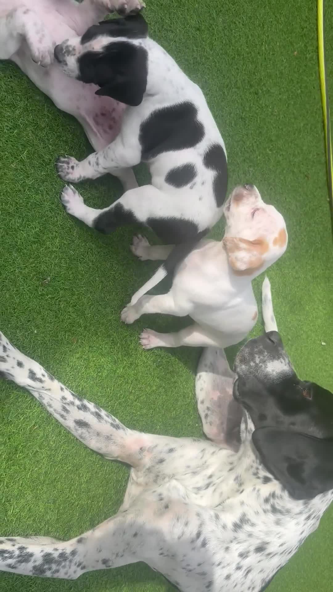 Pointer dogs for sale: Last gorgeous little boy looking for his new home - Video 3