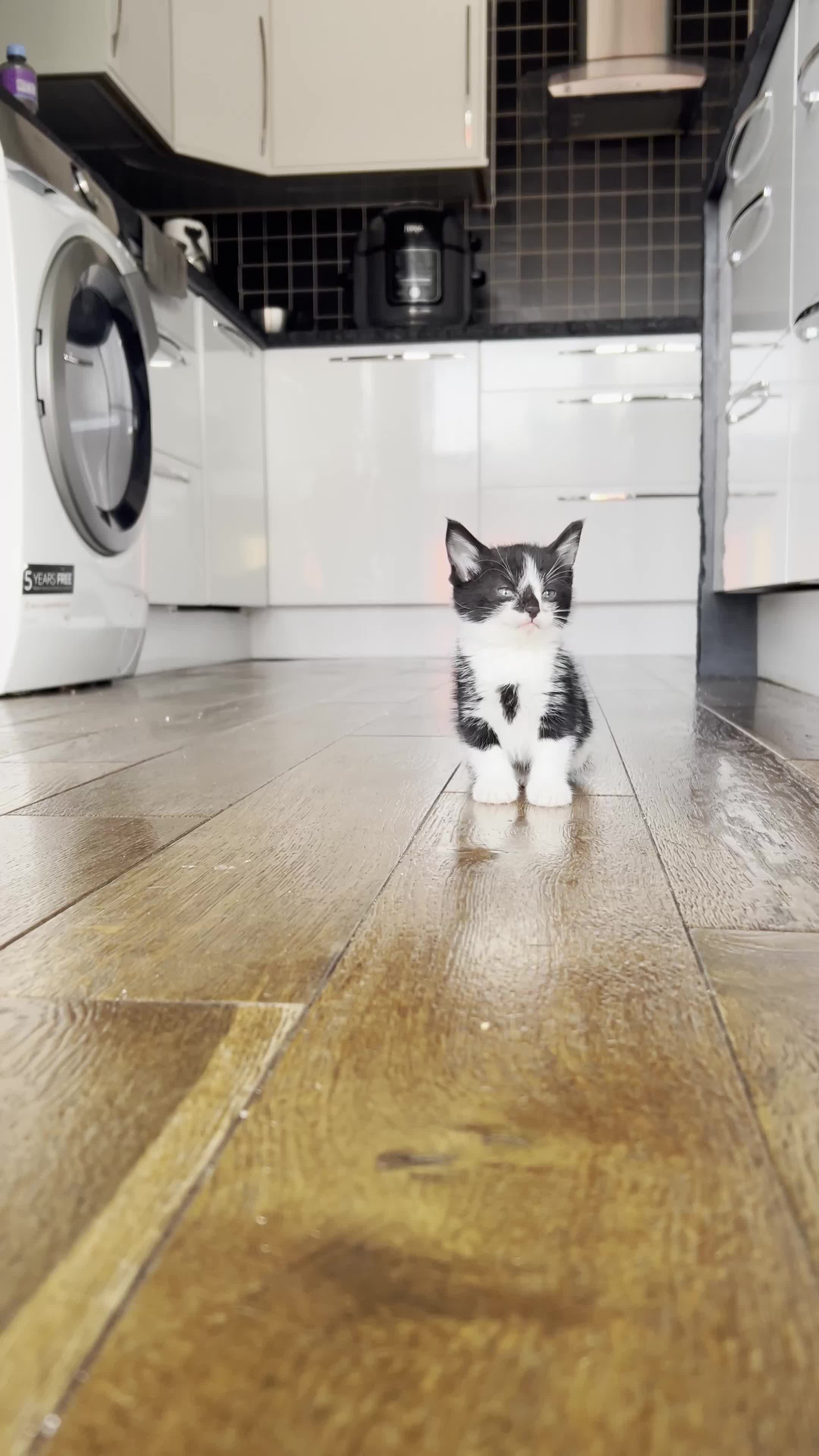 Domestic Shorthair cats for sale: Female Kitten  - Video 1