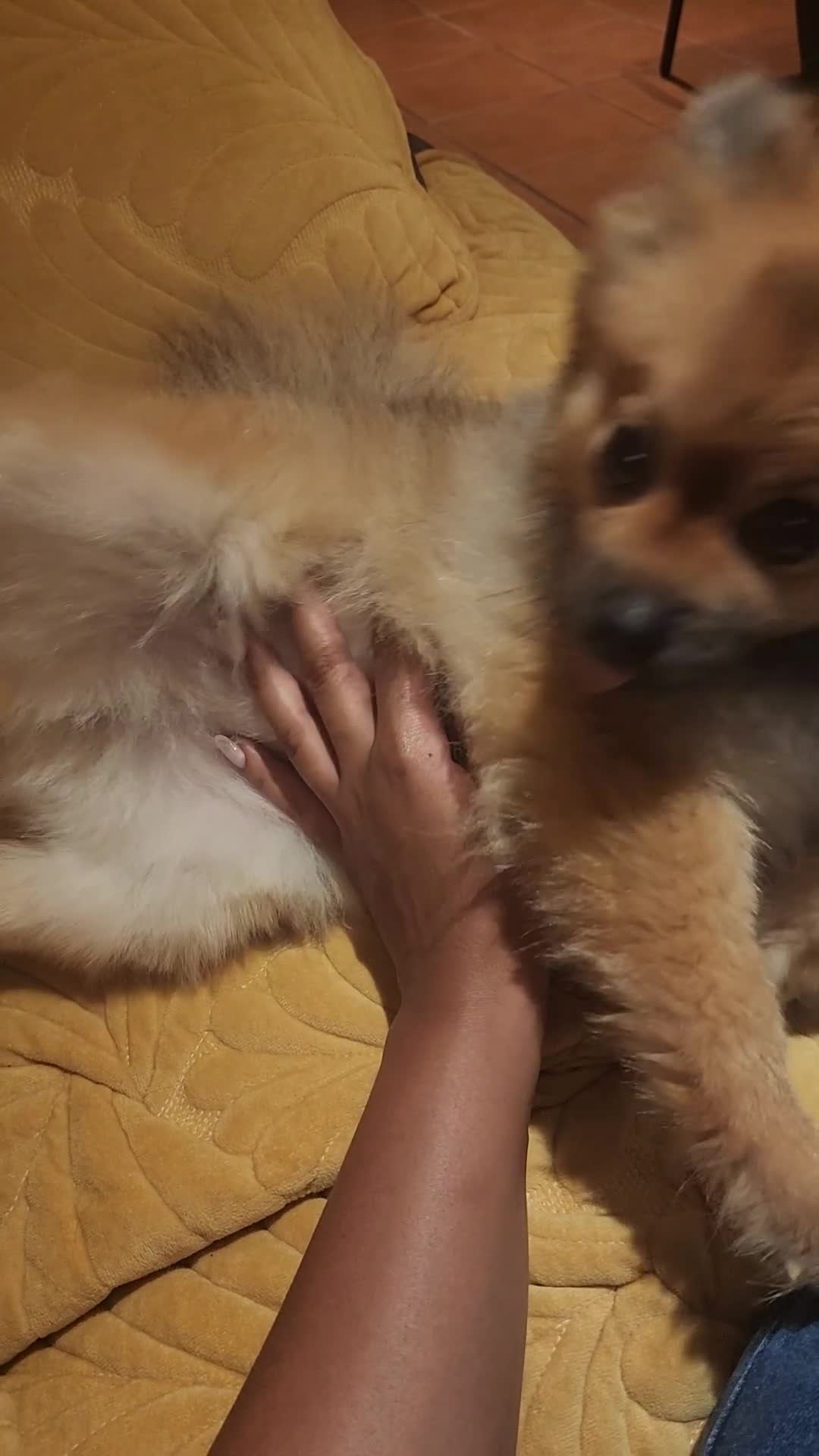 Pomeranian dogs for sale: Beautiful girl Pom - Video 1
