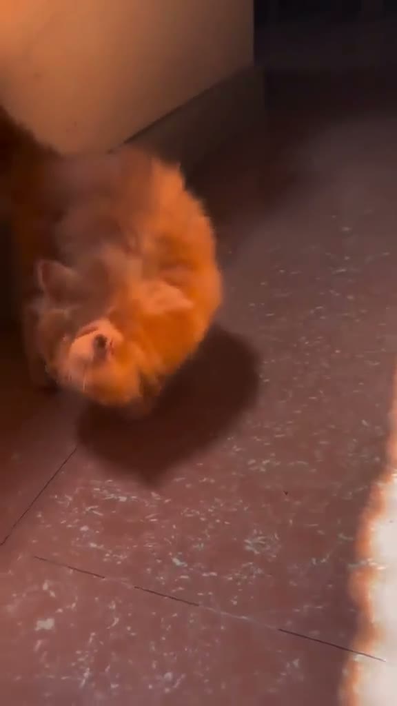 Mixed Breed cats for sale: Brown kitty in Hayes - Video 1