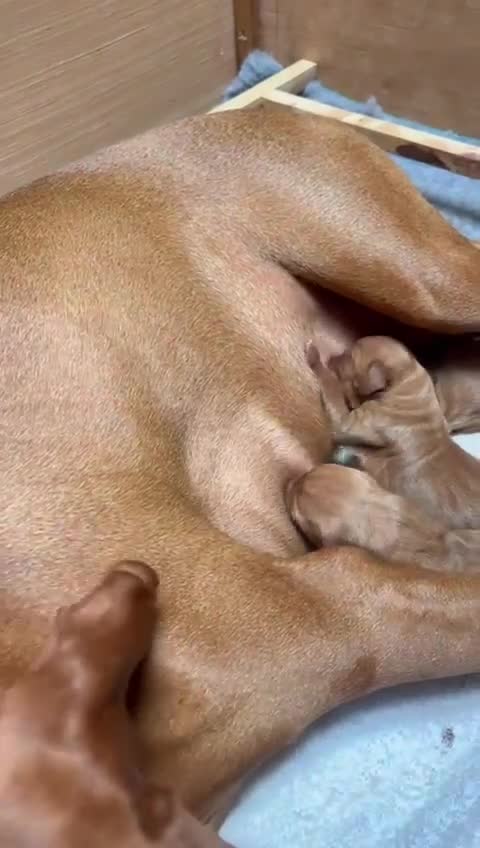 Hungarian Vizsla dogs for sale: 1CHUNKY DEEP RED HUNGARIAN VIZSLA GIRL PUPPY LEFT - Video 1