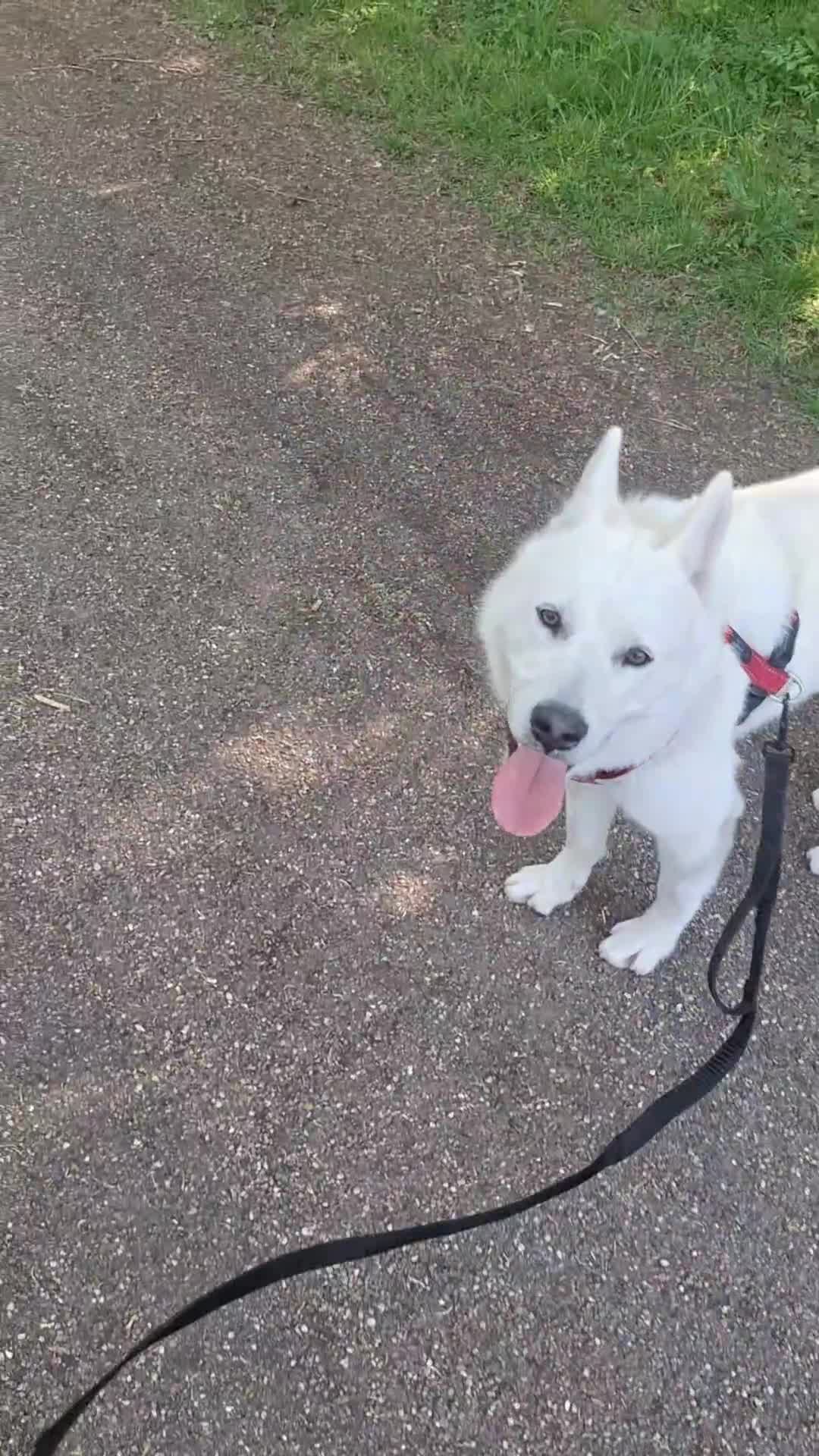 Siberian Husky dogs for sale: Siberian Huskies  - Video 1