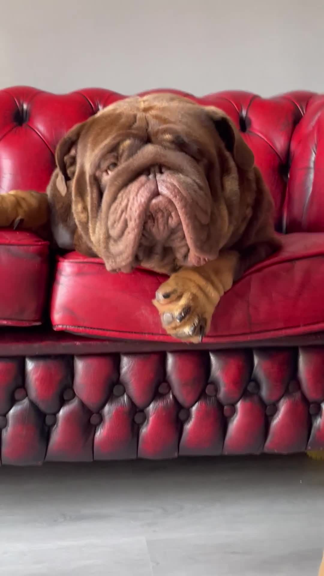 English Bulldog dogs for sale: Quality English bulldogs  - Video 2