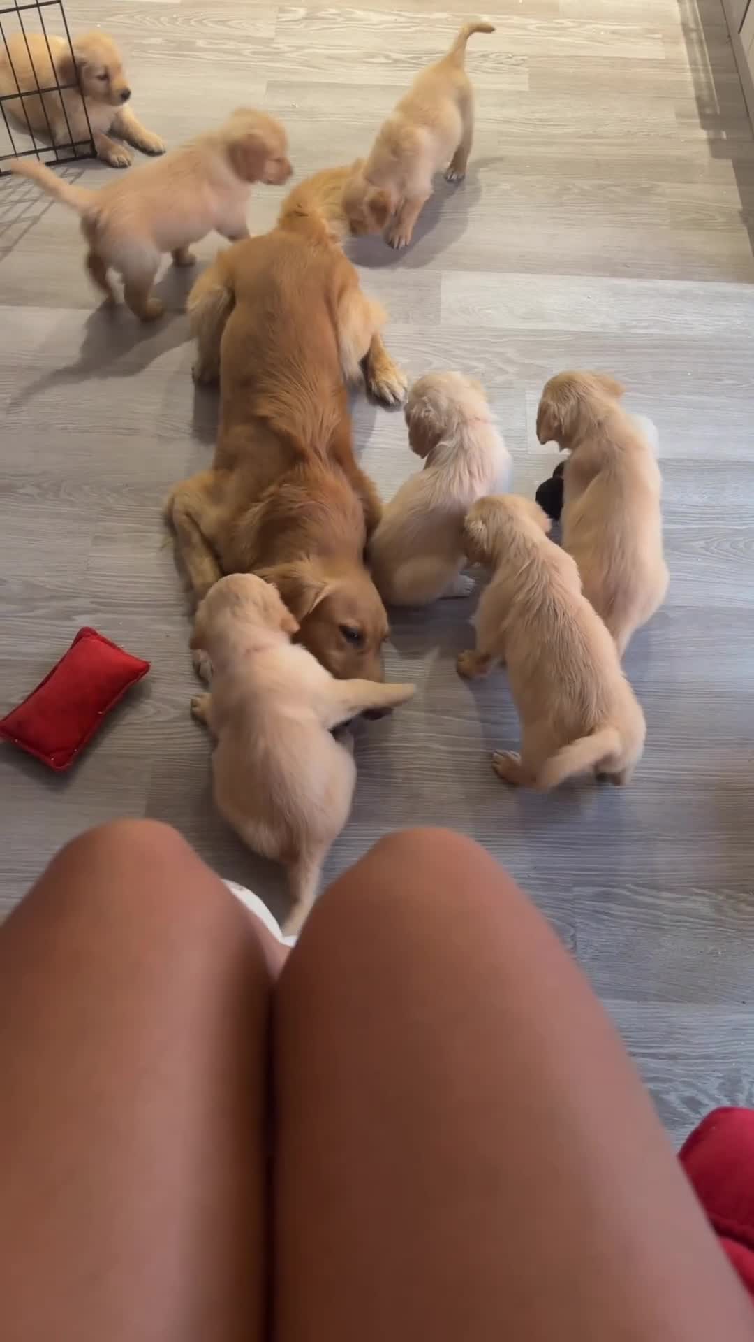 Golden Retriever dogs for sale: Golden retriever puppies  - Video 1