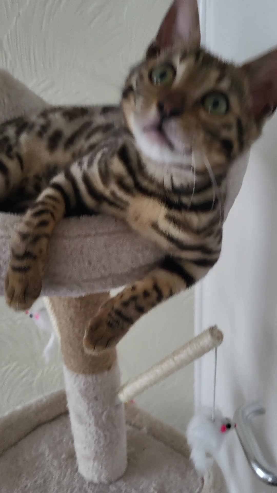 Bengal cats for sale: Beautiful female bengal - Video 1