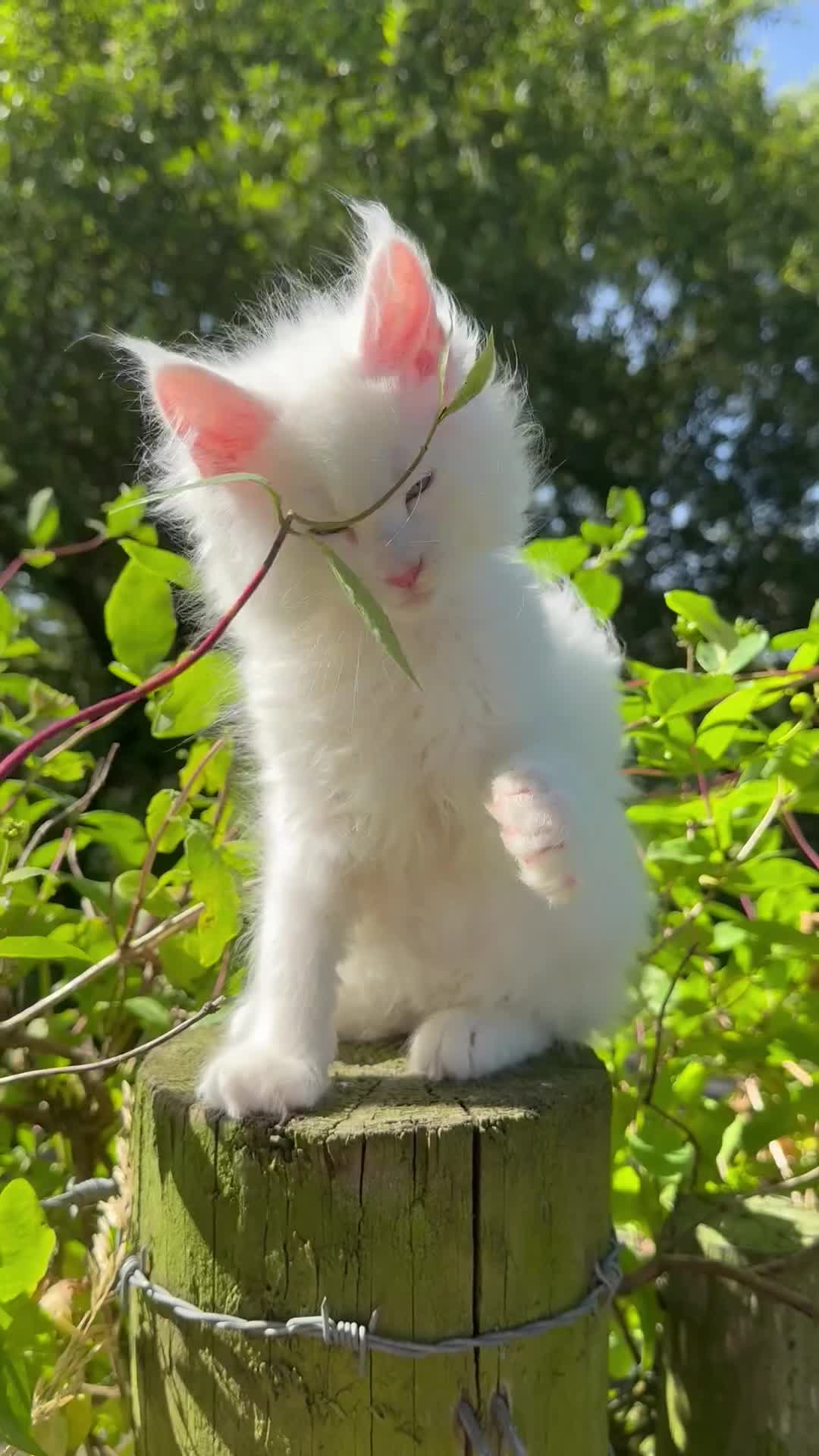 Maine Coon cats for sale: 3 STUNNING MAINE COON KITTENS READY THIS MONTH  - Video 1
