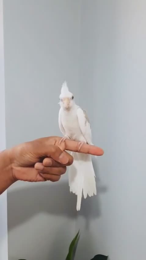 Cockatiels birds for sale: Beautiful hand tamed, untamed cockatiels for sale. - Video 1