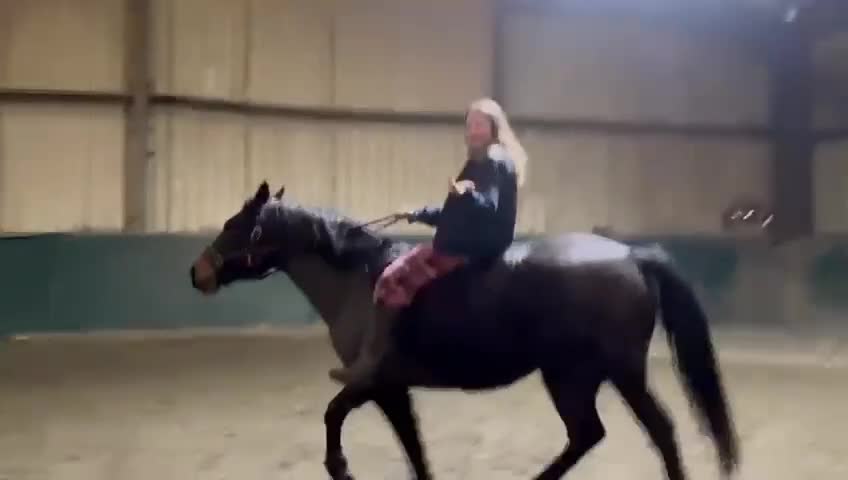 Connemara horses for sale: Confidence giver - Video 4