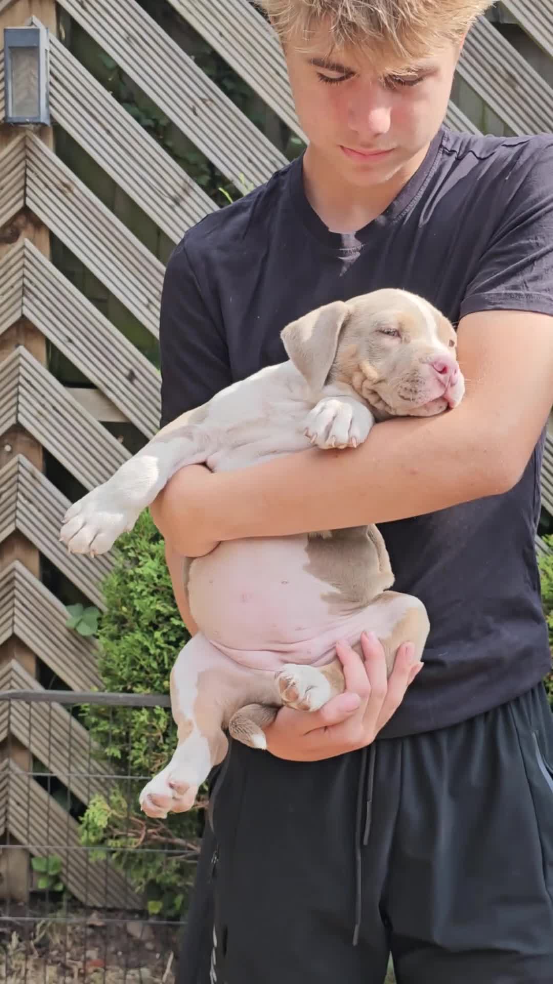 American Bully dogs for sale: Cowboyline pocket bullies (11 weeks old) - Video 5