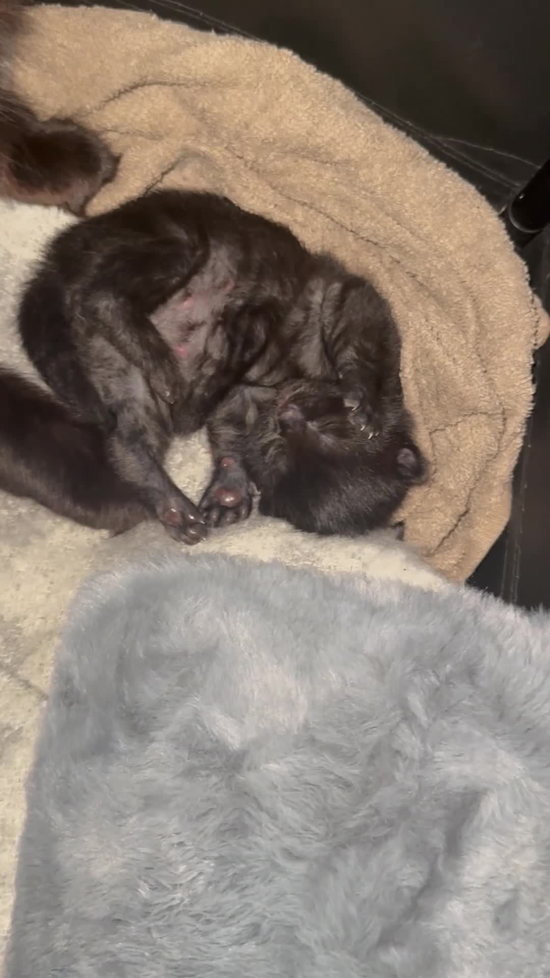 Mixed Breed cats for sale: All black male kitten for sale  - Video 2