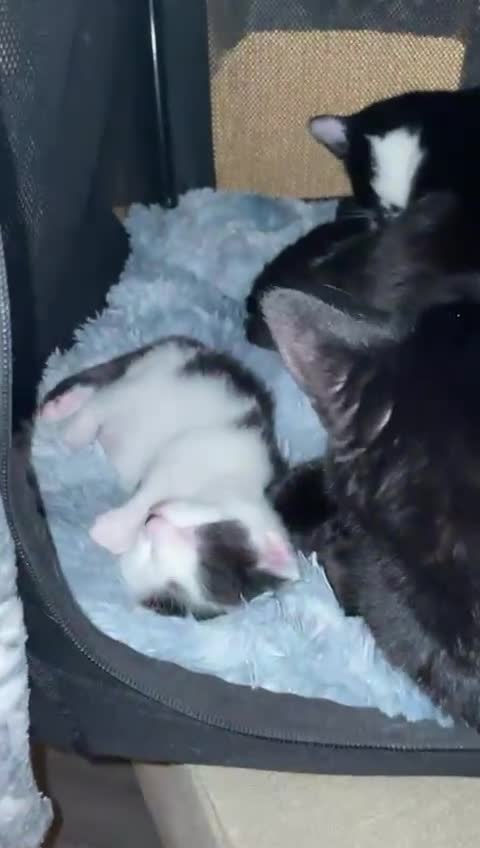 Turkish Angora cats for sale: Beautiful Turkish angora kitten  - Video 2