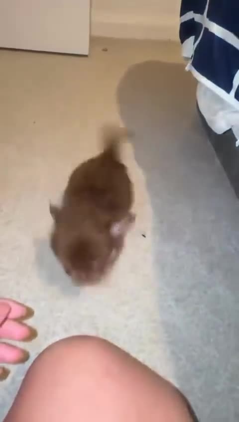 Chihuahua dogs for sale: chocolate tan long haired male chihuahua puppy in London - Video 2