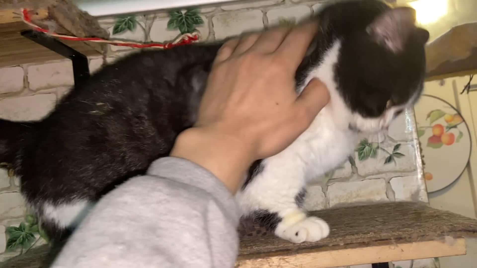 Munchkin cats for sale: Call center cat, TICA active registered munchkin - Video 1