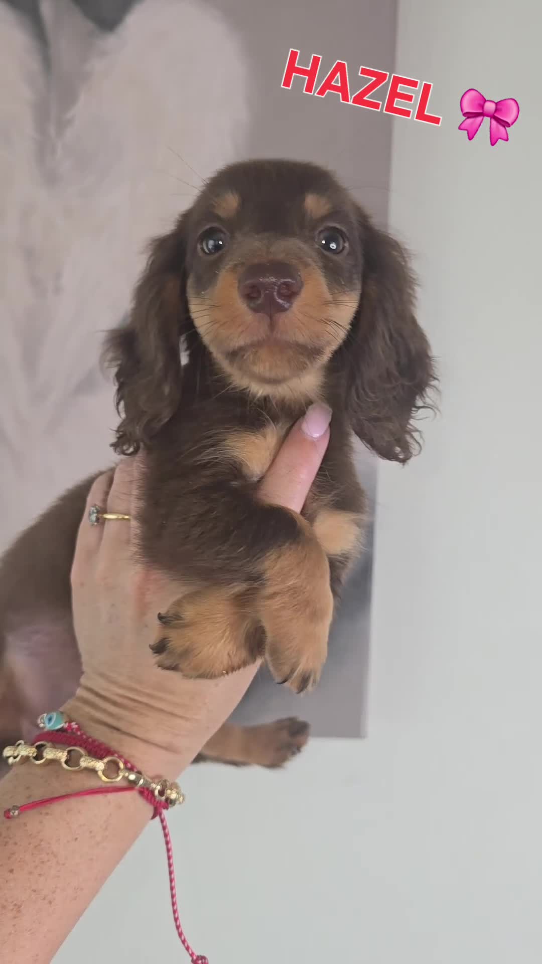 Miniature Dachshund dogs for sale: Miniature Dachshund - Video 1
