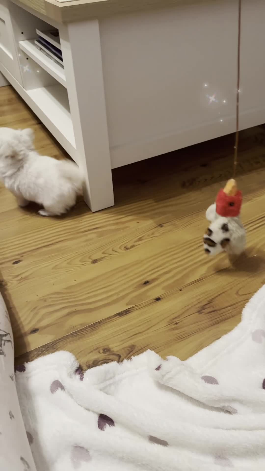 Chihuahua dogs for sale: KC quality chihuahua puppies LC Show line  - Video 3