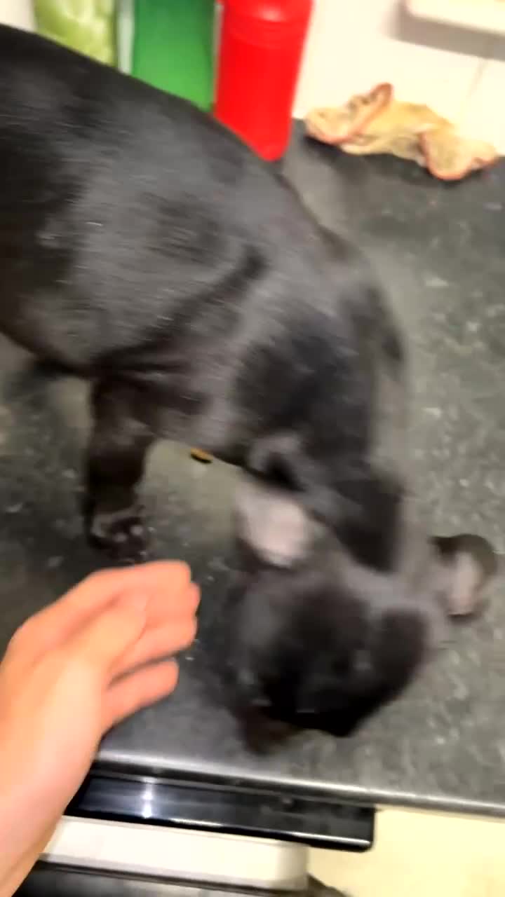 Mixed Breed dogs for sale: Pressa Canario mix staff - Video 2